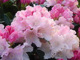 Dreamland rododendron kép