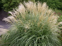 Gracillimus kép