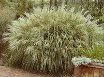 Yaku Jima kép