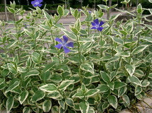 Vinca major 'Variegata' kép