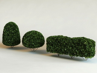 Nyírott buxus kép