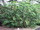 Chamaedorea costaricana