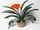 Clivia miniata