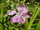Dianthus