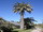 Jubaea chilensis