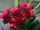 Nerium oleander 'Barcelona'