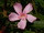 Nerium oleander 'Magaly'