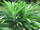 Pandanus
