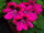 Pelargonium domesticum