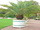 Phoenix canariensis