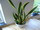 Sansevieria