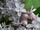 Syringa