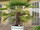 Trachycarpus fortunei
