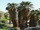 Washingtonia filifera