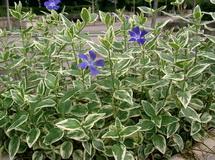 Vinca major 'Variegata' kép