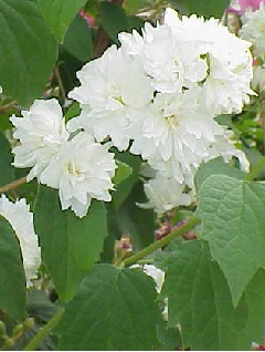 Telt virág kép