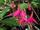 Fuchsia (fukszia)