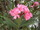 Nerium oleander 'Alassio'