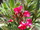Nerium oleander 'Italia'